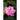 Mindfulness of Buddhahood in Life: Revolutionary Insights of the Lotus Sutra