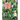 Super Magic Forest