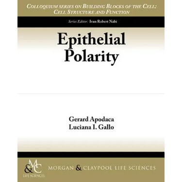 Epithelial Polarity