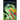 Polychrome: A Romantic Fantasy