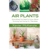 Air Plants: Everything You Need to Know About Growing, and Caring for Tillandsias