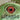 Little Book of Lizards
