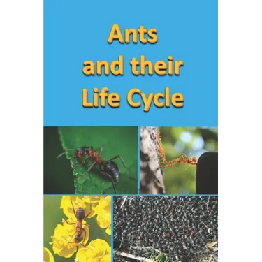 Ants and their Life Cycle