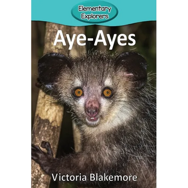 Aye-Ayes