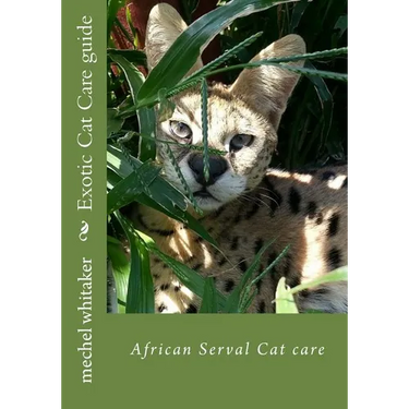 Exotic Cat Care guide: African Serval Cat care