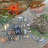 Tide Pooler's Numbers