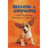 Breeding A Chihuahua: Guide To Breeding Chihuahuas Of High Quality: Chihuahua Dog Breed Information