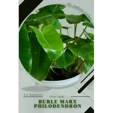 Burle Marx Philodendron: Plant Guide