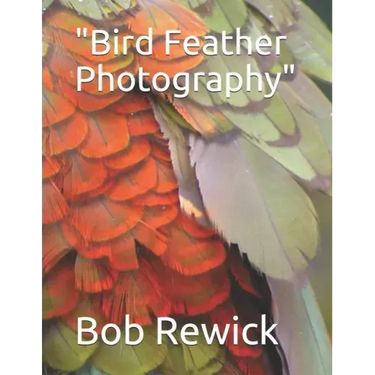 Bird Feather Photography