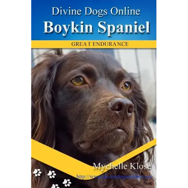 Boykin Spaniels: Divine Dogs Online