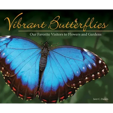 Vibrant Butterflies: Our Favorite Visitors to Flowers and Gardens