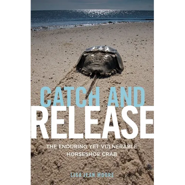 Catch and Release: The Enduring Yet Vulnerable Horseshoe Crab