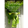 Growing Staghorns from Spore
