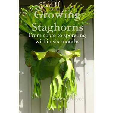 Growing Staghorns from Spore