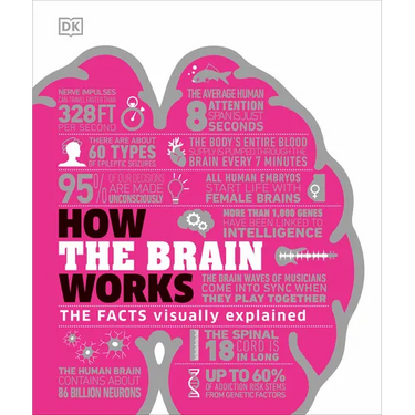 How the Brain Works: The Facts Visually Explained