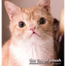 The Tao of Smush