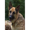 What I Learned About Leadership From My Dog