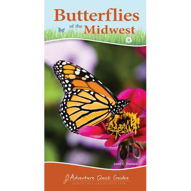 Butterflies of the Midwest: Identify Butterflies with Ease