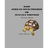Baby African Spur-Thighed or Sulcata Tortoise Picture Book