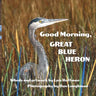 Good Morning, Great Blue Heron