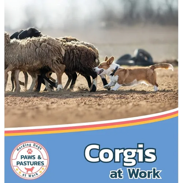 Corgis at Work