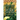The Four Species: The Symbolism of the Lulav & Esrog and Intentions for the Lulav Movements
