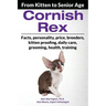 Cornish Rex: From Kitten to Senior Age