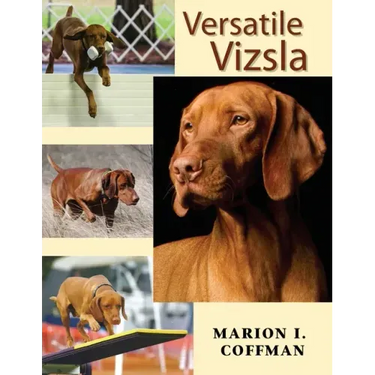 Versatile Vizsla