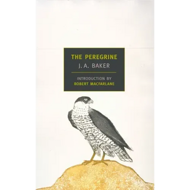 The Peregrine