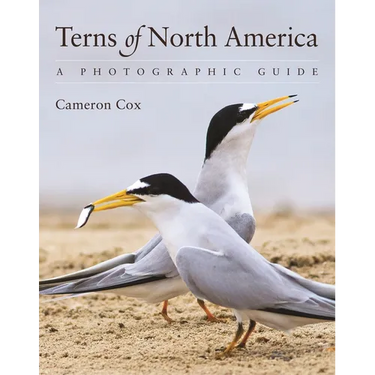 Terns of North America: A Photographic Guide