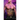 The Cursed King