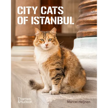 City Cats of Istanbul