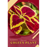Coleus Plant: Plant Guide