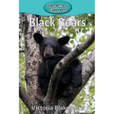 Black Bears