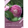 Camellia Plant: Prodigy Petal, Plant Guide