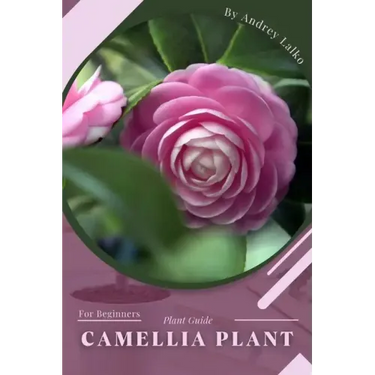 Camellia Plant: Prodigy Petal, Plant Guide