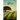 Katya