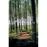 Piney Woods Memories
