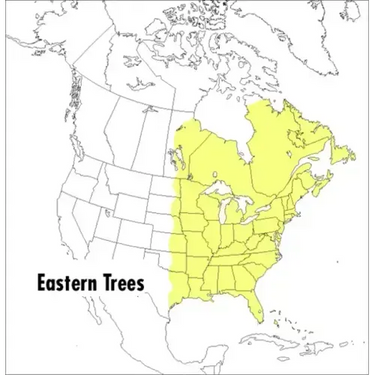 A Peterson Field Guide to Eastern Trees: Eastern United States and Canada, Including the Midwest
