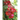 Does Every Little Bud On the Bush That Grows Try To Make Room For Another Rose?