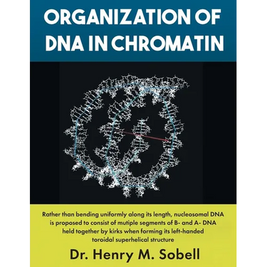 Organization of DNA in Chromatin