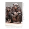 Bonobo Lucy Grows Up