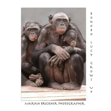 Bonobo Lucy Grows Up