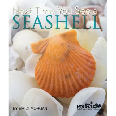 Next Time You See a Seashell
