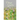 Days Like Grass