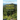 Forest Health