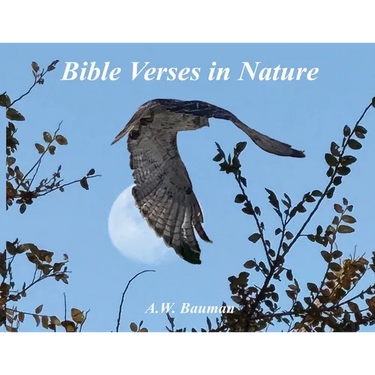 Bible Verses in Nature
