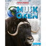 Musk Oxen