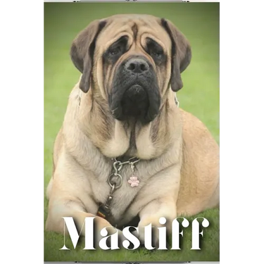 Mastiff: Dog breed overview and guide