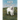 Apollo the Angora Goat